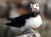 Puffins are among the thousands of seabirds which nest on the Isle of May during the summer