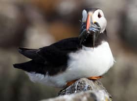 Puffins are among the thousands of seabirds which nest on the Isle of May during the summer