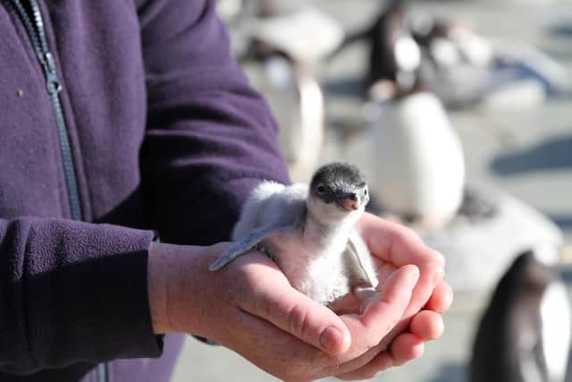 The first images of this year’s newly-hatched gentoo penguin chicks at Edinburgh Zoo. (Pic: RZSS)