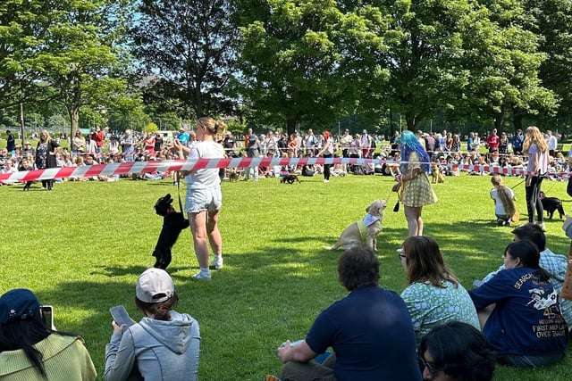 These dogs and their owners entertained the crowds at the Meadows Festival.