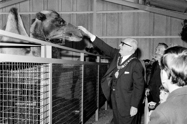 Lord Provost Duncan Weatherstone meets one of the residents at the opening of the new camel house at Edinburgh Zoo in 1965