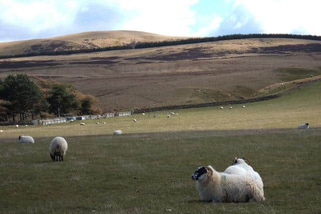 There have been a rise in the number of attacks on livestock by dogs. (Pic: Michael Ely)