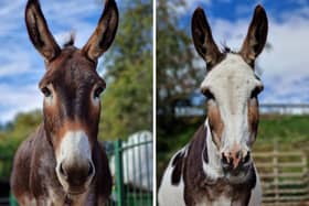 Chocolate and Fudge, who were long-standing residents at Five Sisters Zoo in West Lothian, have been put to sleep.