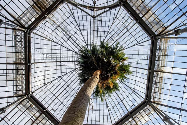 The palm tree is more than 200-years-old and was transported to Edinburgh in the early 1800's.