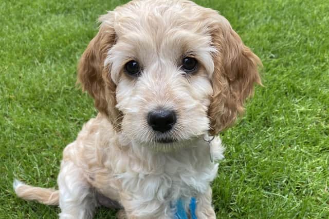 Freckles the cockapoo, who is currently training to become a life-changing hearing dog.