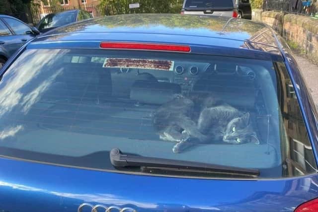 Buddy, who is currently trapped inside a locked car in Shandon Place picture: Caron Cook