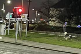 A black-and-white dog was spotted wandering alone on Ferry Road in Edinburgh in the early hours of Friday morning. (Photo credit: Anette Xln)