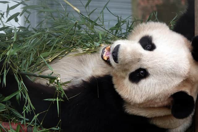 Giant Pandas like Edinburgh Zoo pandas Tian Tian and Yang Guang are now no longer an endangered species in China (Pic: Saltire News)