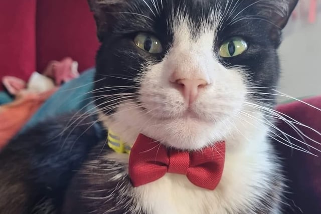 Bethany Collin said: "This is Bobby. All smart in her tuxedo."