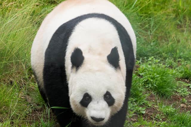 Edinburgh Zoo to postpone giant panda breeding