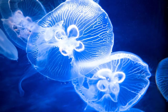 Jellyfish get a bad press, but many of these beautiful creatures are completely harmless to humans. A case in point is the stunning moon jelly, which drifts into bays and sea lochs in their hundred of thousands during July. Like the basking shark, they arrive in Scotland over summer to feed on plentiful supplies of microscopic plankton.