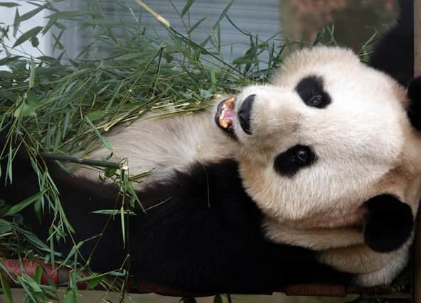 Male giant panda Yang Guang eating bamboo in his enclosure (Pic: Saltire News)