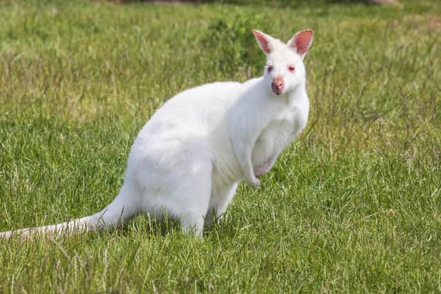Dad of the three-week-old albino wallaby