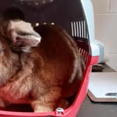 The brown, male, lop rabbit was found abandoned in a pet carrier. Picture: SSPCA