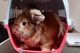 The brown, male, lop rabbit was found abandoned in a pet carrier. Picture: SSPCA