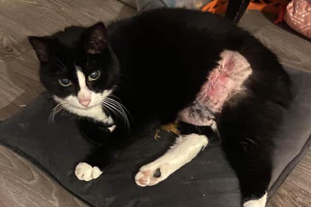 Thomas the cat left a mysterious trail of blood but didn't seek assistance for his wound