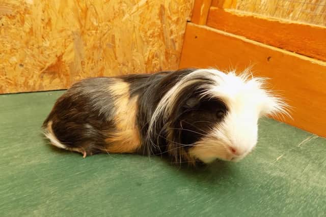 Jareth the Guinea pig was found on October 26 after a dog sniffed him out.