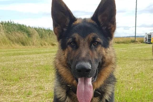 Police dog Saul tracked down a drunk driver who tried to flee from officers in Falkirk district. Picture: Police Dogs Scotland.