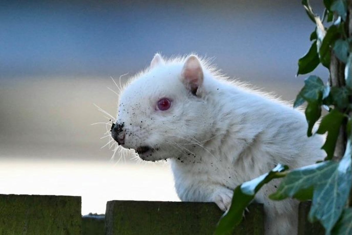 13 amazing photos of incredibly rare albino squirrels living in Edinburgh |  Edinburgh News