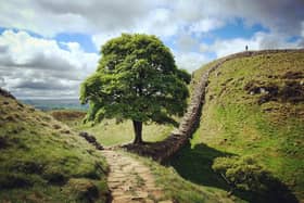 Sycamore Gap and Robin Hood's tree  on Hadrians Wall (photo: Adobe)