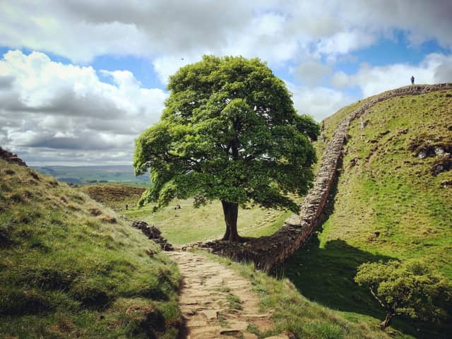 Sycamore Gap and Robin Hood's tree  on Hadrians Wall (photo: Adobe)