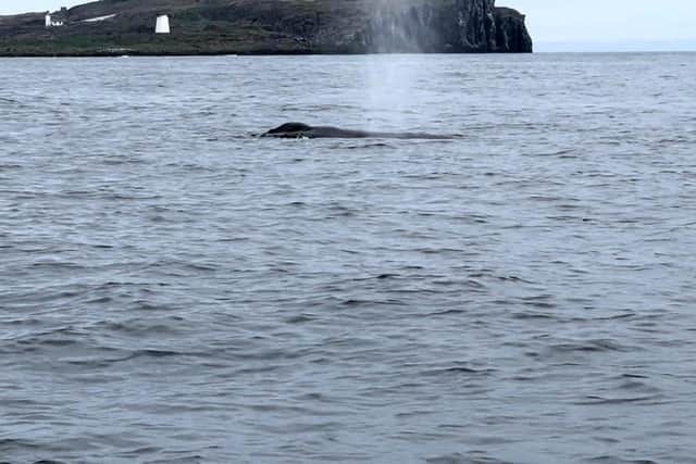 There he, or she, blows: The humpback came up for air as Simon Chapman passed on his sea tours boat.
Pic: Simon Chapman