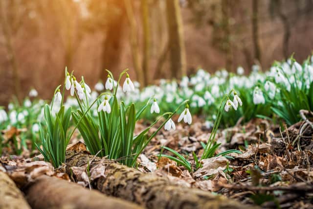 The best places to see beautiful snowdrops near Edinburgh this spring 2023 (Getty Images)