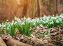 The best places to see beautiful snowdrops near Edinburgh this spring 2023 (Getty Images)