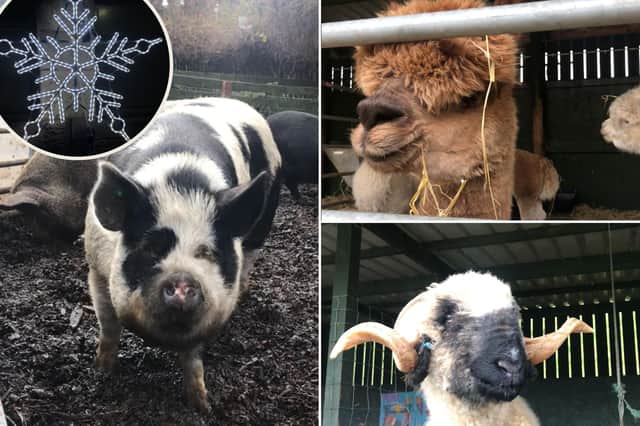 The animals are in the Christmas spirit at Love Gorgie Farm