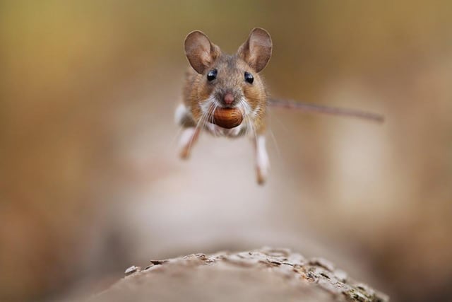 A mouse races home with dinner in its mouth, photographed by Julian Rad in Vienna, Austria