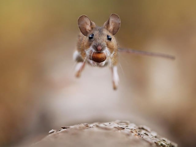 A mouse races home with dinner in its mouth, photographed by Julian Rad in Vienna, Austria