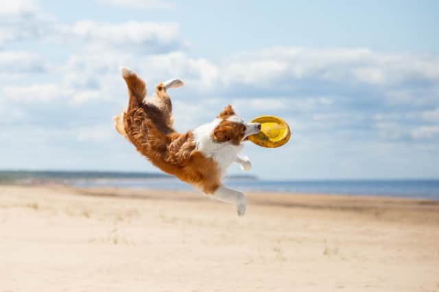 Taking your dog on holiday does them good (photo: Adobe)
