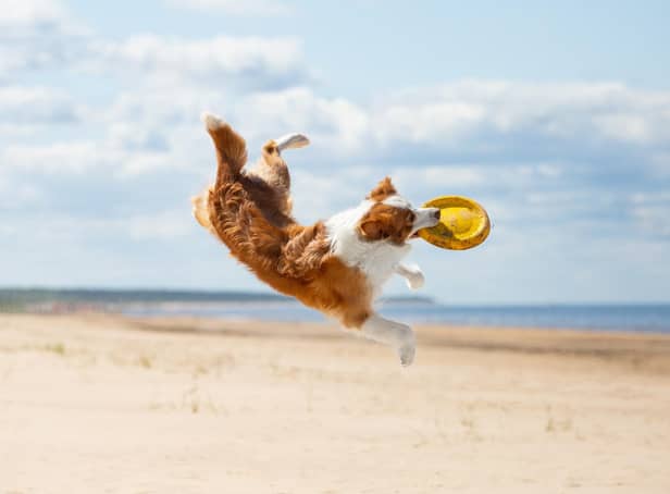 Taking your dog on holiday does them good (photo: Adobe)
