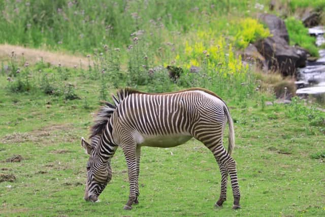 Meet the newest addition to the Edinburgh Zoo family – an adorable Grevy’s zebra named Azizi.