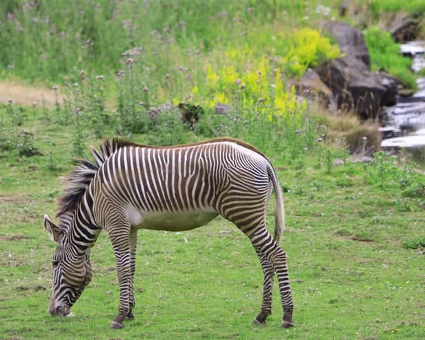 Meet the newest addition to the Edinburgh Zoo family – an adorable Grevy’s zebra named Azizi.