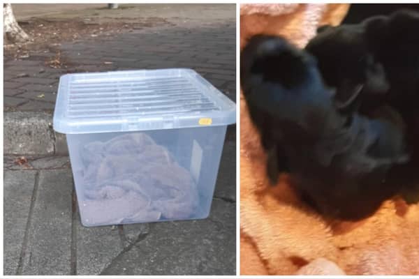 A litter of seven puppies, believed to be just days old, have been found abandoned in a plastic container in West Lothian. Photos: Scottish SPCA