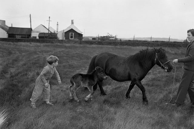 A youngster meets a horse and her foal at the 1963 Royal Highland Show.