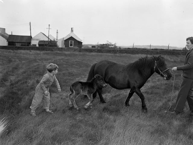 A youngster meets a horse and her foal at the 1963 Royal Highland Show.