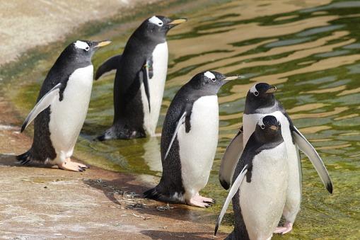 An absolute classic - but a list of fun, family activities wouldn't be complete without Edinburgh Zoo.