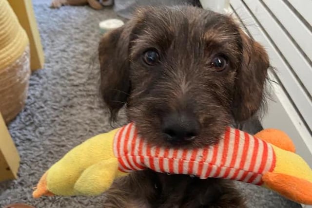 Hayley Courtenay's puppy Doug is enjoying one of his favourite toys in this adorable picture.
