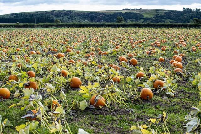 Kilduff Farm have grown a record crop of 60,000 pumpkins for the harvest and Halloween season.