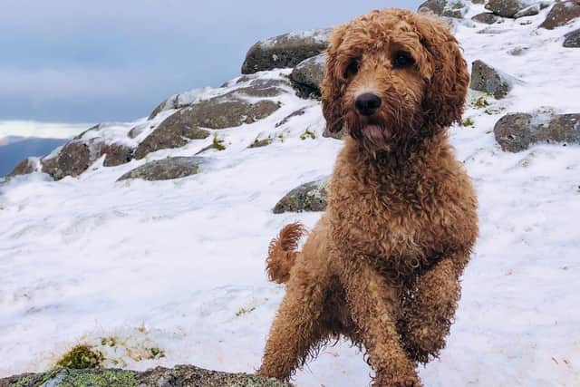 Adventurous cockapoo Hana fell 130ft at Salisbury Crags - and saved by a blood donation from Golden retriever Missy.