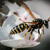 Wasps are important pollinators but Hayley Matthews' is not quite as keen on them as she once was (Picture: Getty Images)