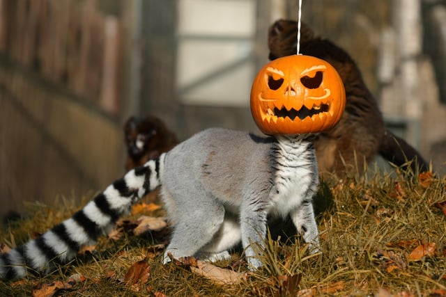 Animals at Edinburgh Zoo got into the Halloween spirit thanks to a few spooky treats from keepers in 2018.