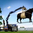 One-tonne wicker Beltie bull arrives in Edinburgh for Royal Highland Showcase
PIC: Colin Hattersley