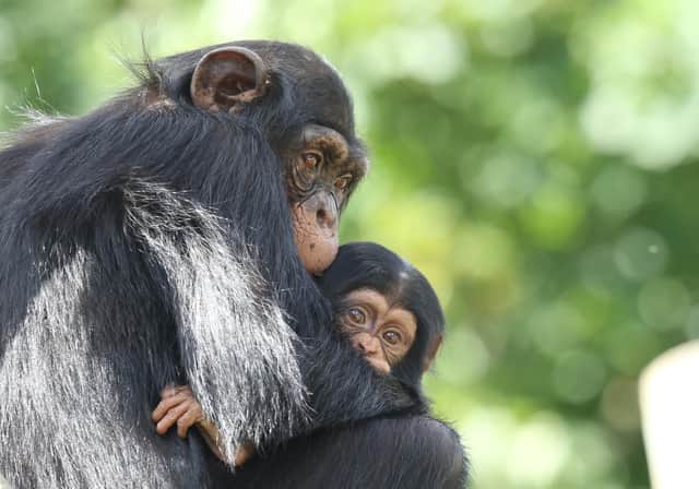 Chimpanzees at the zoo.