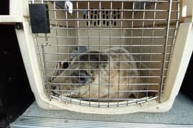A young seal has been rescued from Port Seton