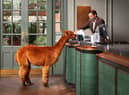 Annie the Alpaca 'checking in' to the Kimpton Charlotte Square Hotel in Edinburgh's New Town.