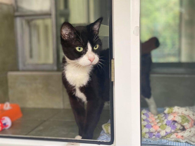 Dotty is a sweet girl who loves a good fuss and would make a lovely companion.
