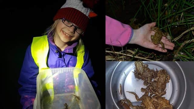 Alex Jamie Perdue aged 5 during her first year on a night toad patrol in East Linton (Photo: Dawn Perdue).